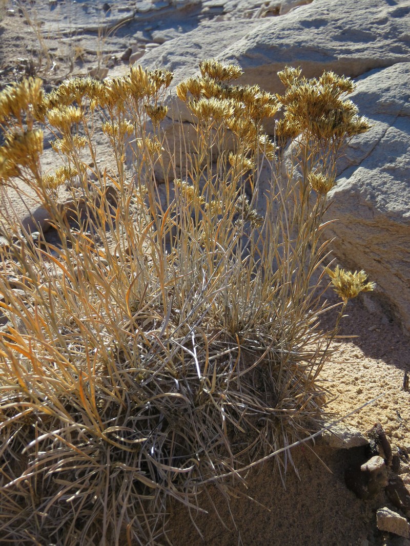 Petradoria pumila var. graminea photo 8