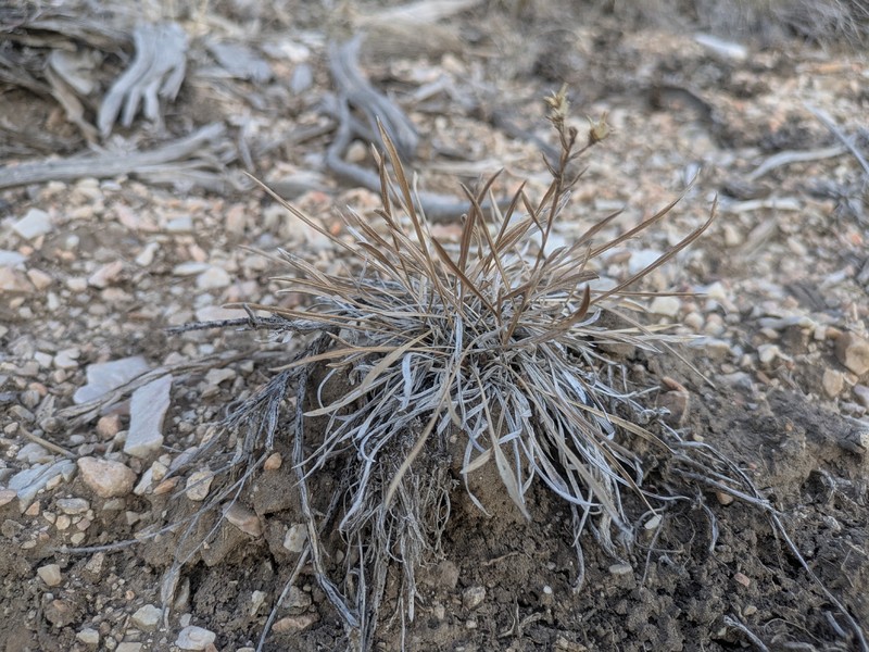 Petradoria pumila var. pumila