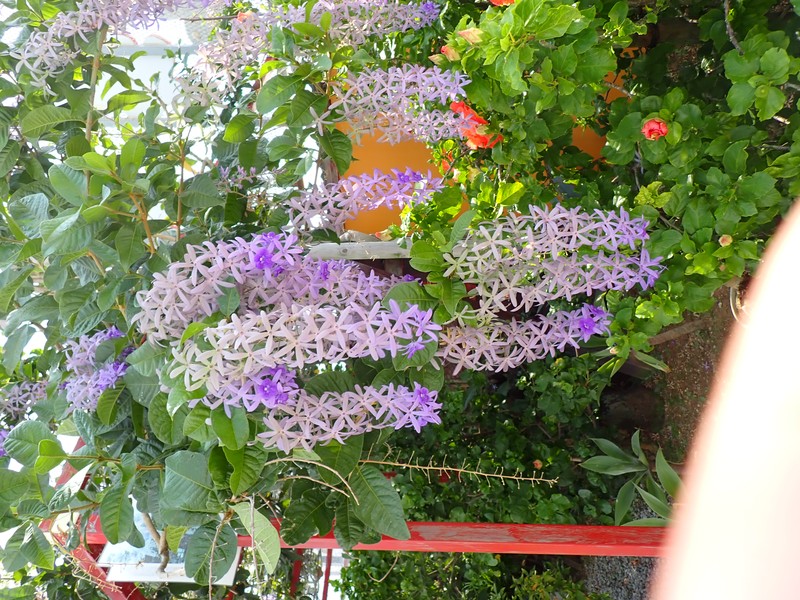 Queen's-Wreath photo 3
