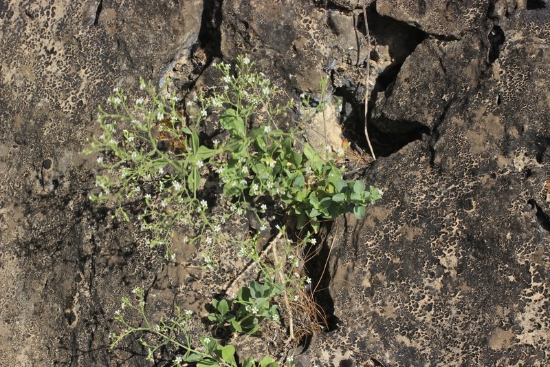 Petroana montana