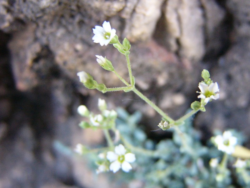 Petroana montserratii