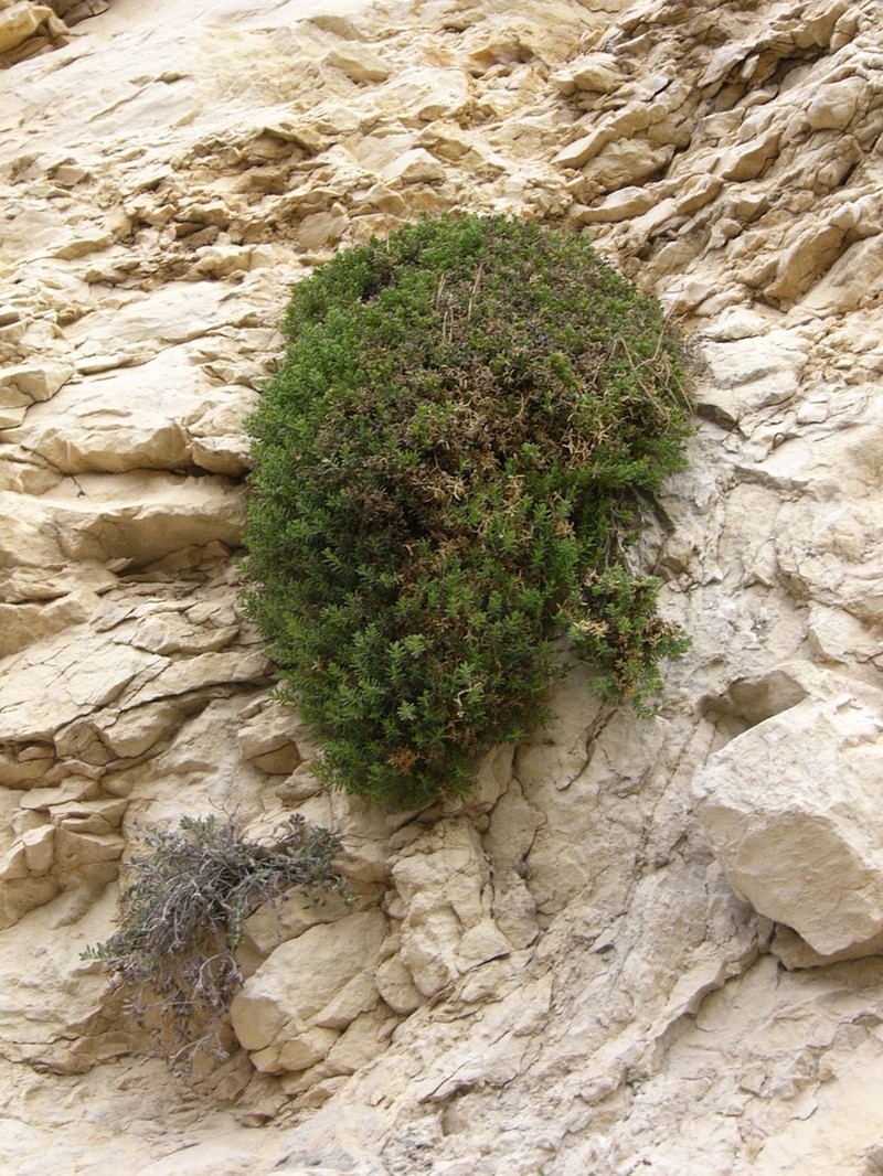 Petroana montserratii photo 2