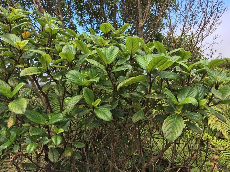 Petrobium arboreum photo 2