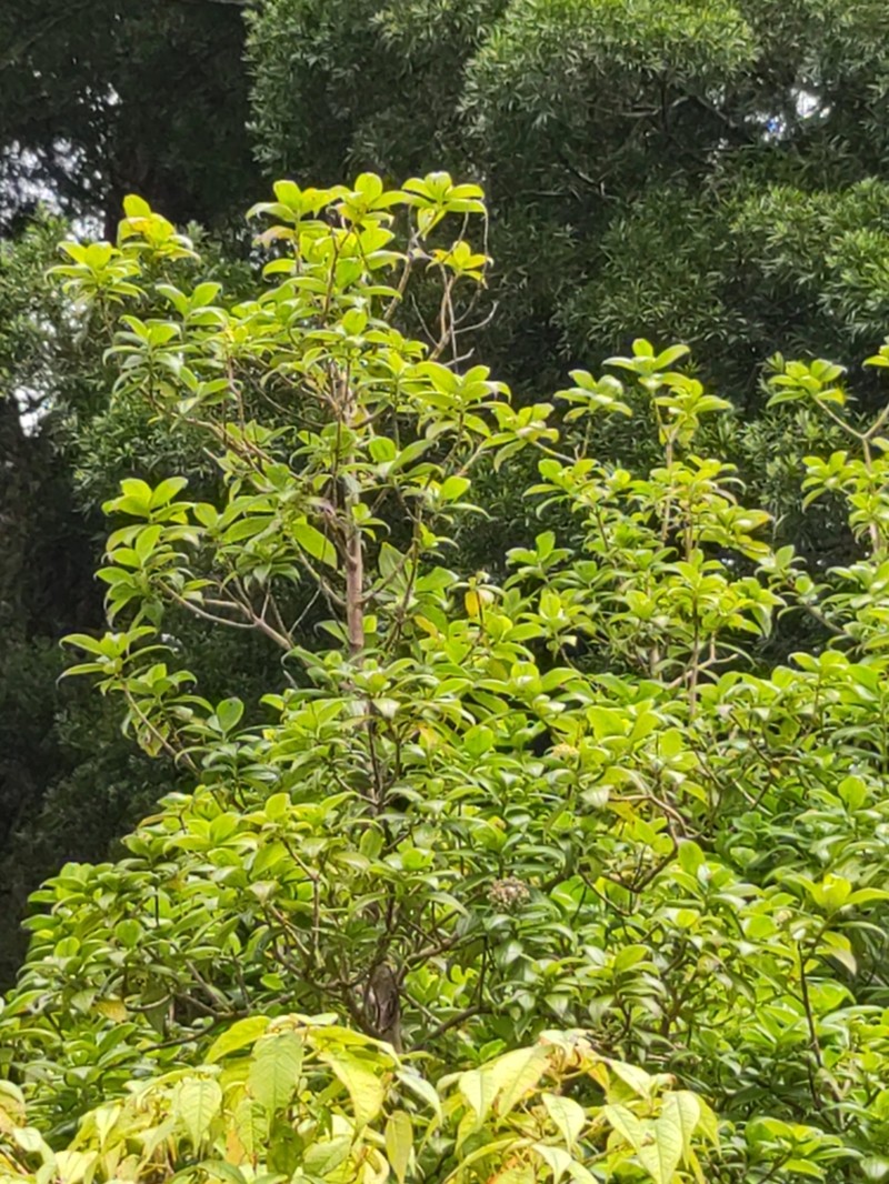 Petrobium arboreum photo 4