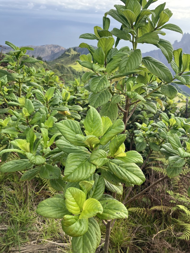 Petrobium arboreum photo 5