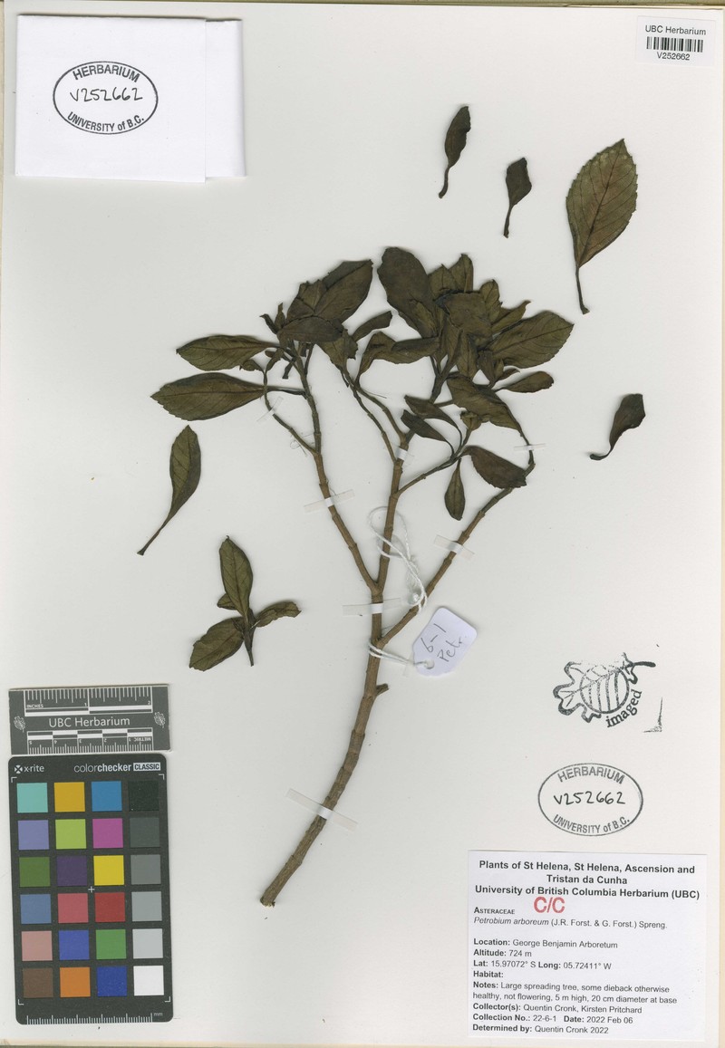 Petrobium arboreum photo 7