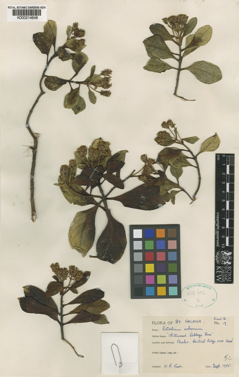 Petrobium arboreum photo 8
