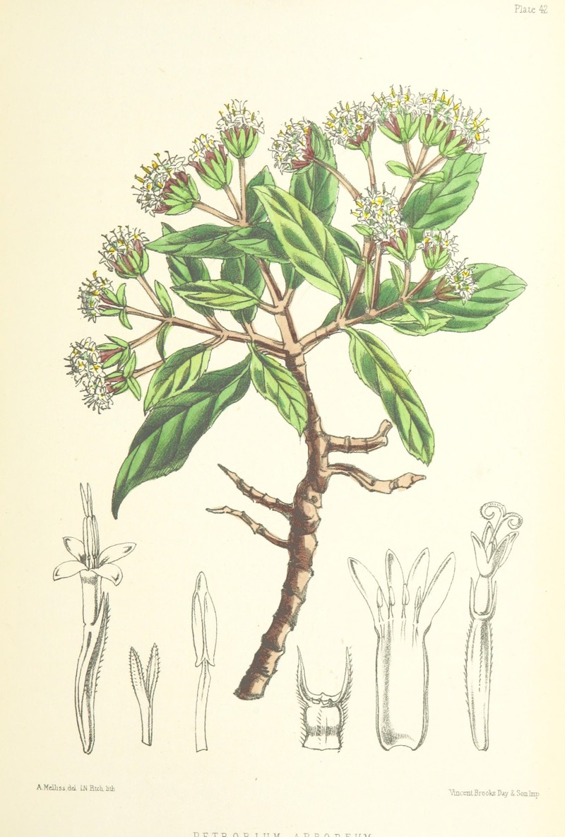 Petrobium arboreum