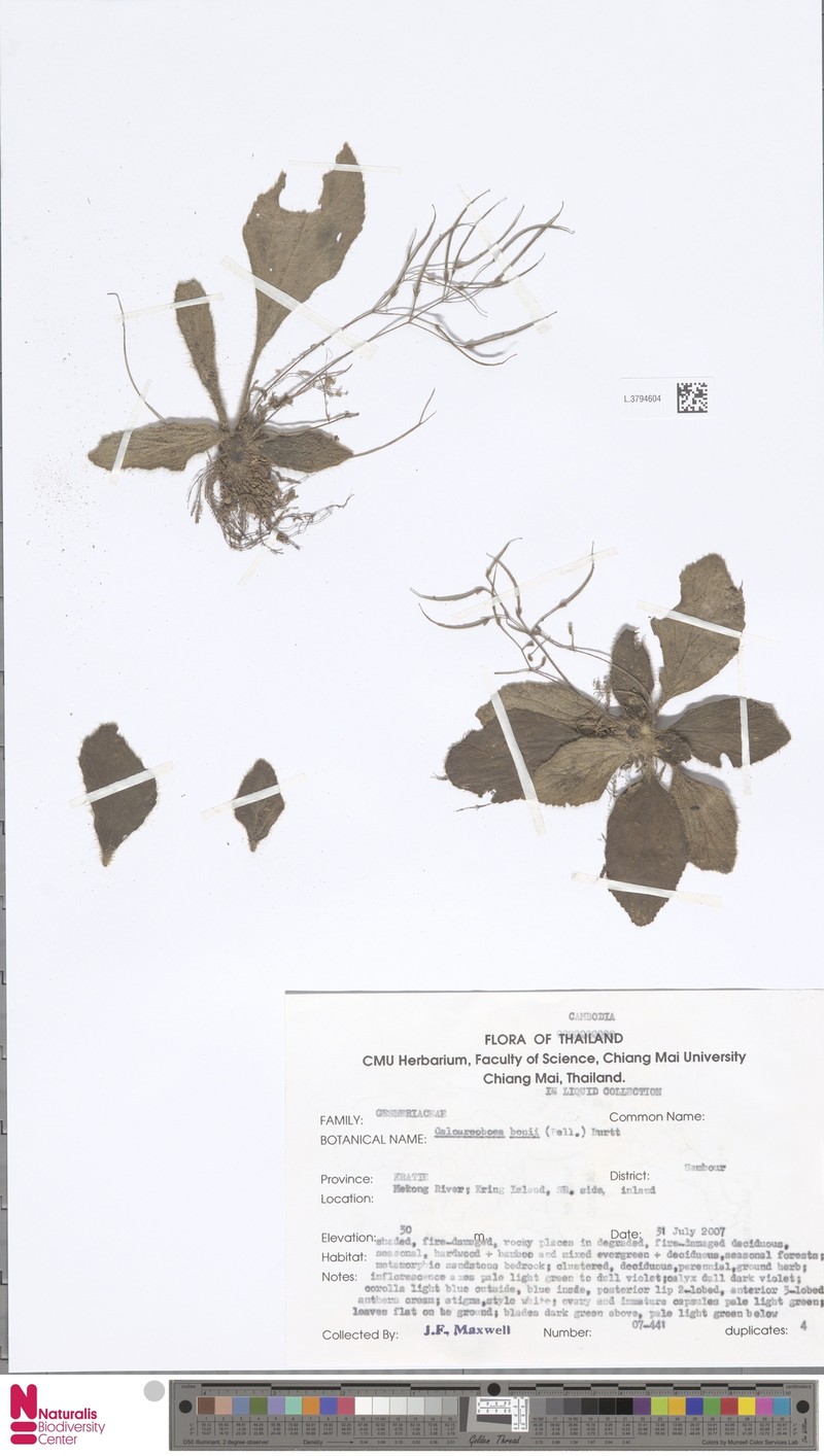 Petrocodon bonii