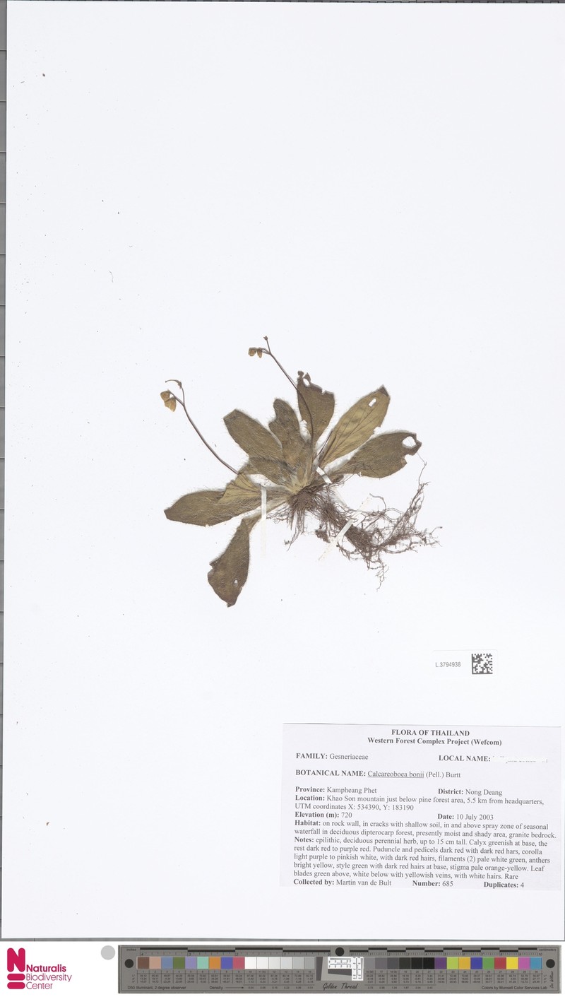 Petrocodon bonii photo 2