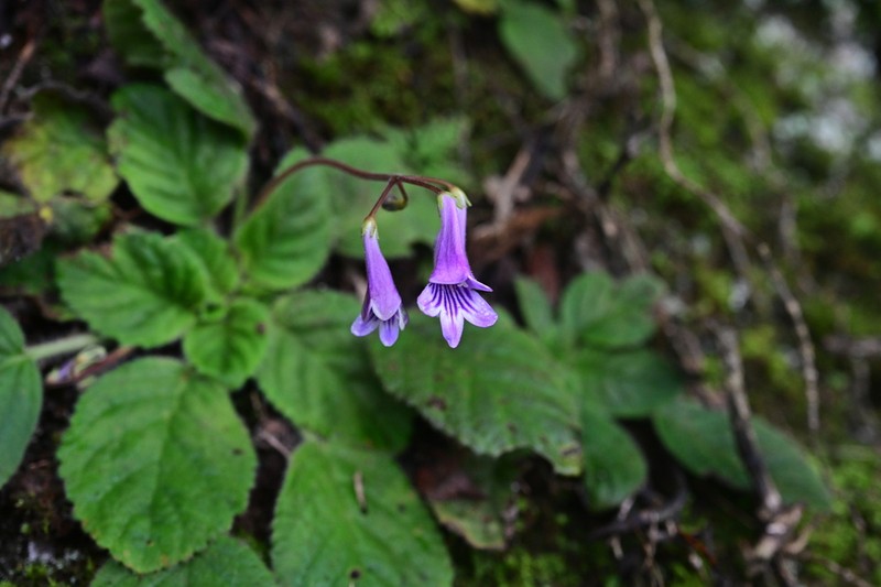 Petrocodon chongqingensis