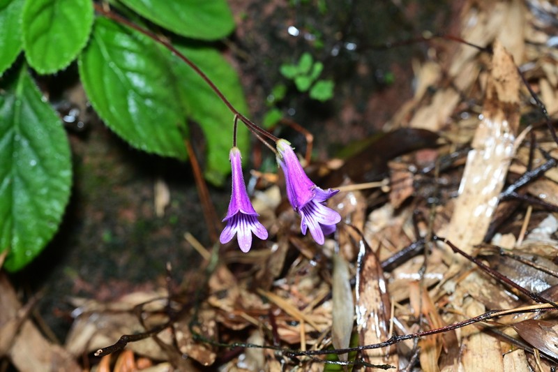 Petrocodon chongqingensis photo 2