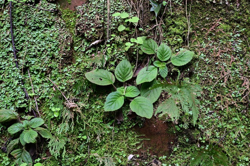 Petrocodon chongqingensis photo 3
