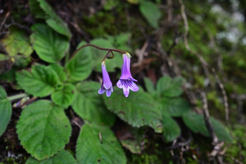 Petrocodon chongqingensis photo 4