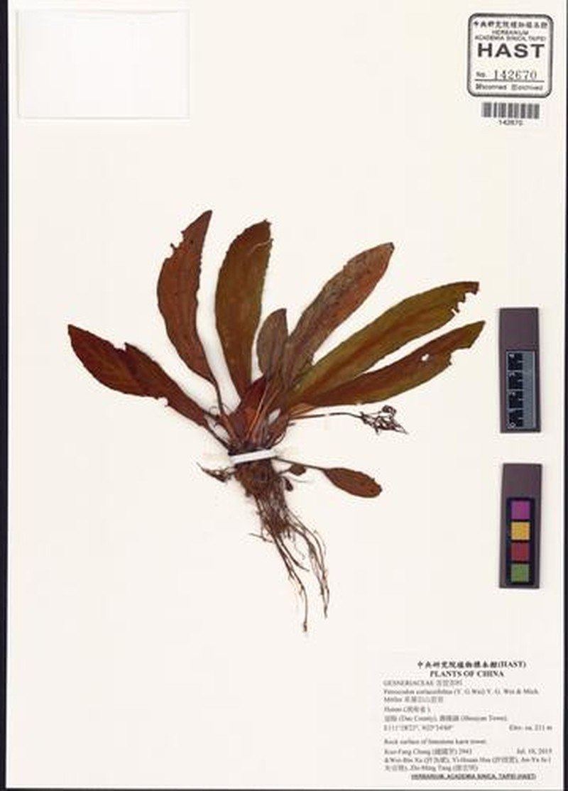 Petrocodon coriaceifolius