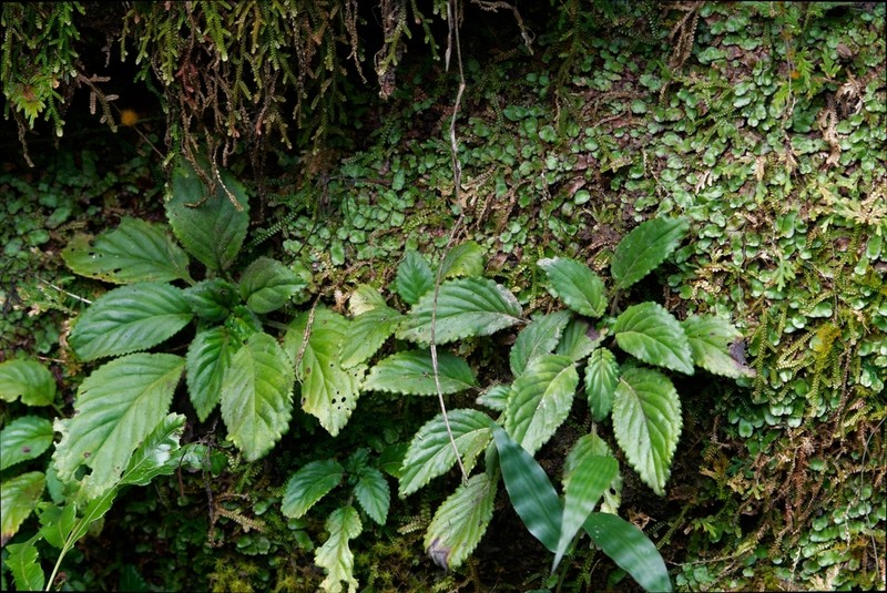 Petrocodon hancei