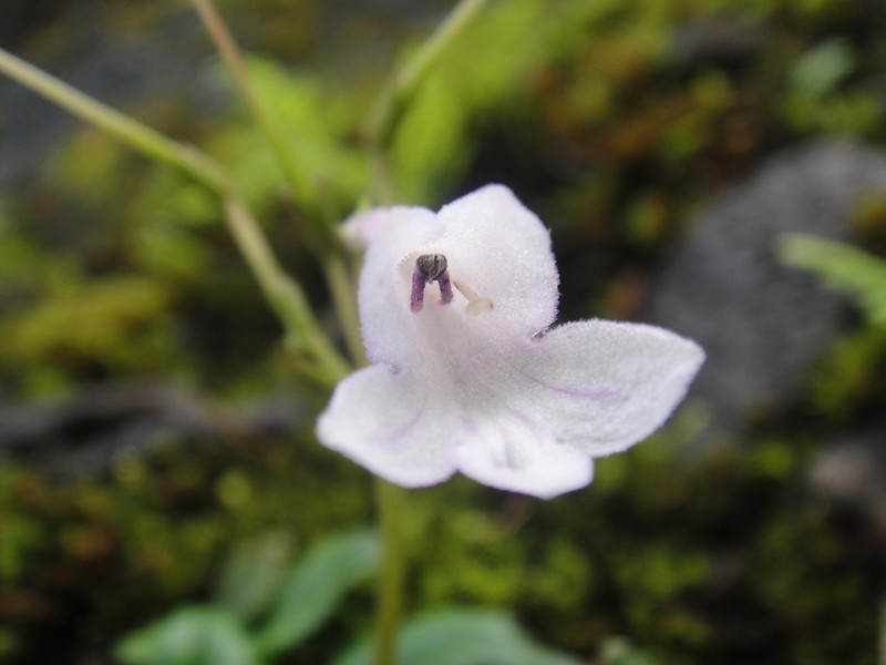 Petrocodon hancei photo 2