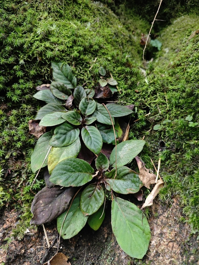 Petrocodon hancei photo 3
