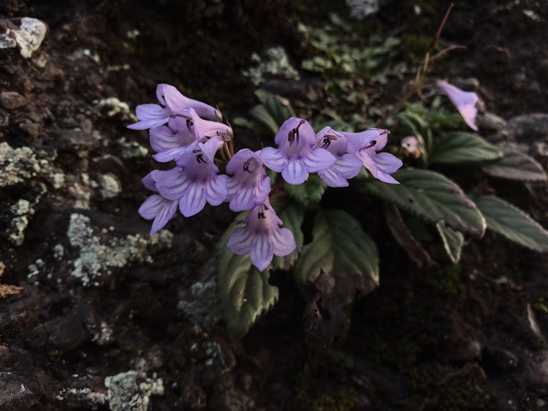 Petrocodon hancei photo 4