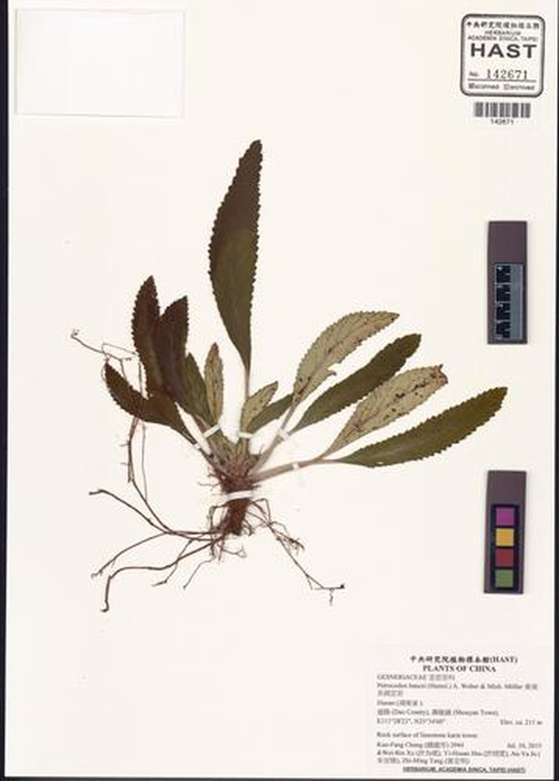 Petrocodon hancei photo 5
