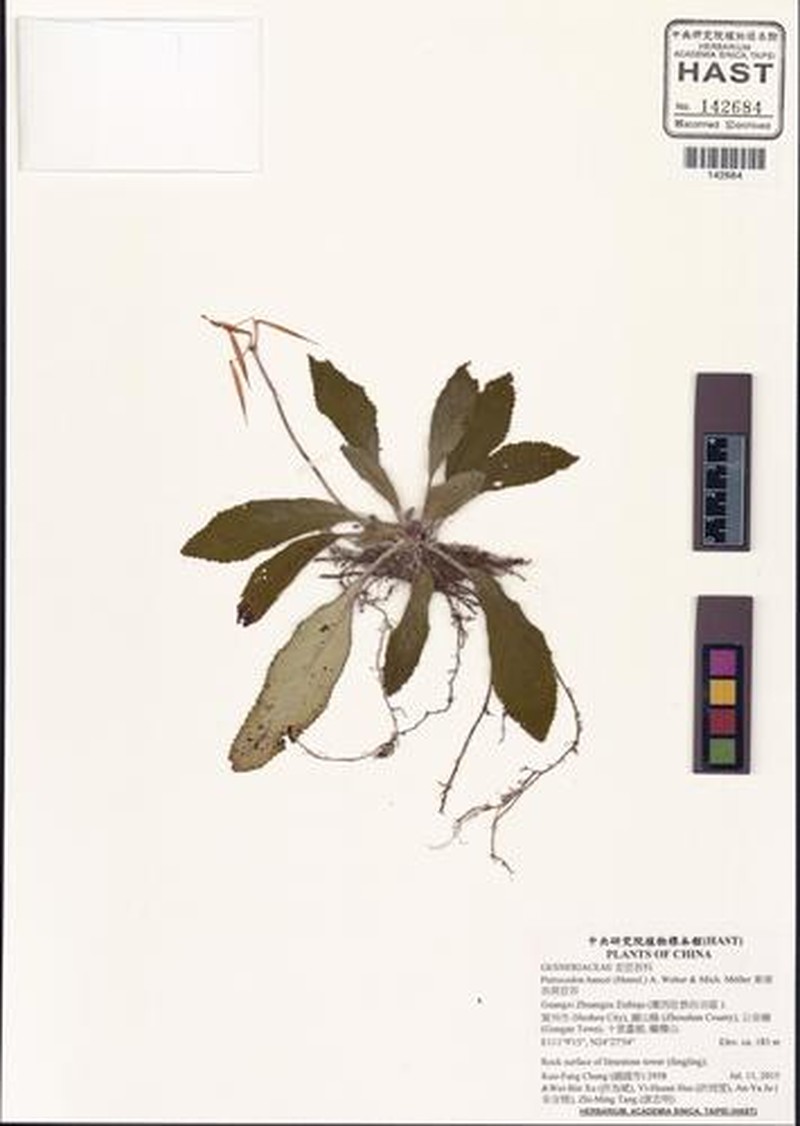 Petrocodon hancei photo 6