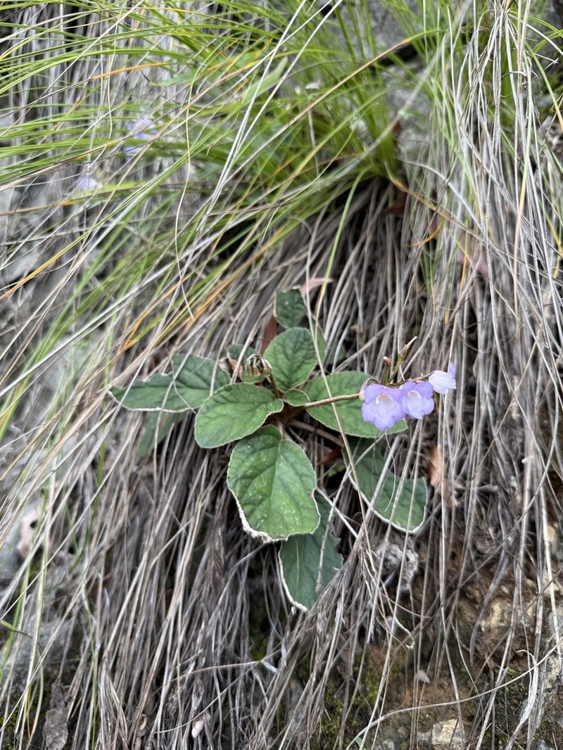 Petrocodon hispidus