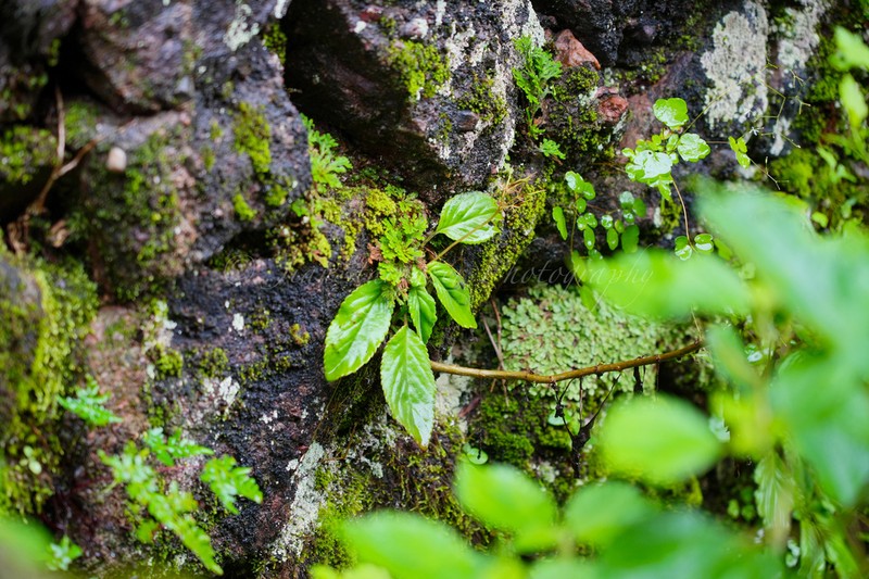 Petrocodon jiangxiensis