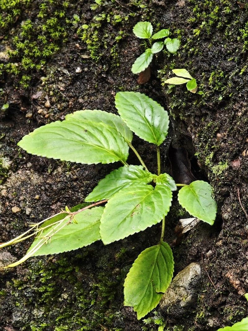 Petrocodon jiangxiensis photo 2