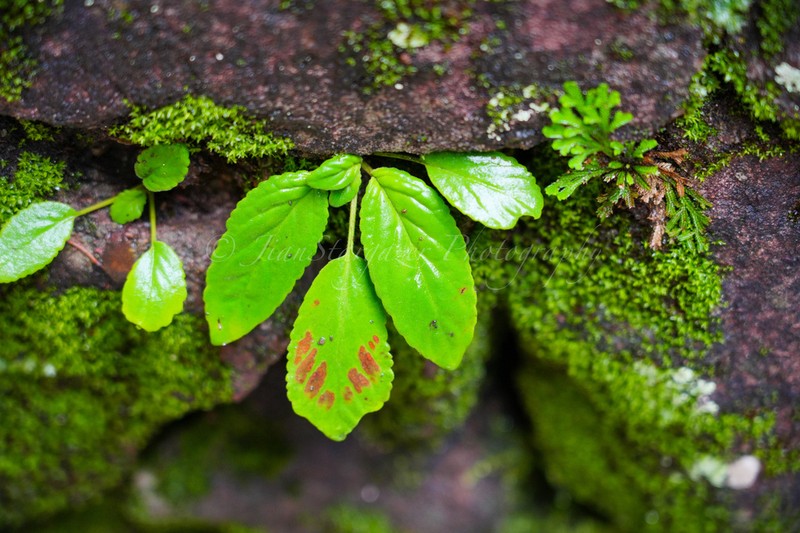 Petrocodon jiangxiensis photo 3