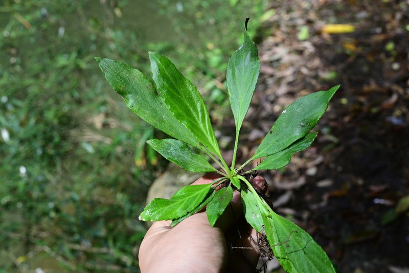 Petrocodon lancifolius