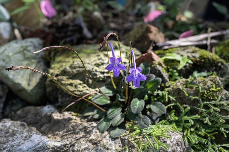 Petrocodon longitubus