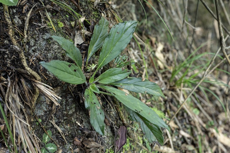 Petrocodon luteoflorus