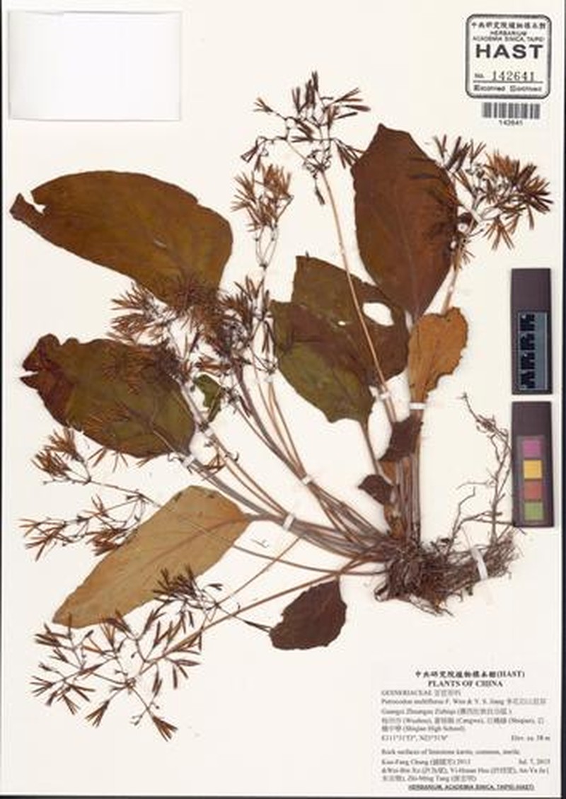 Petrocodon multiflorus