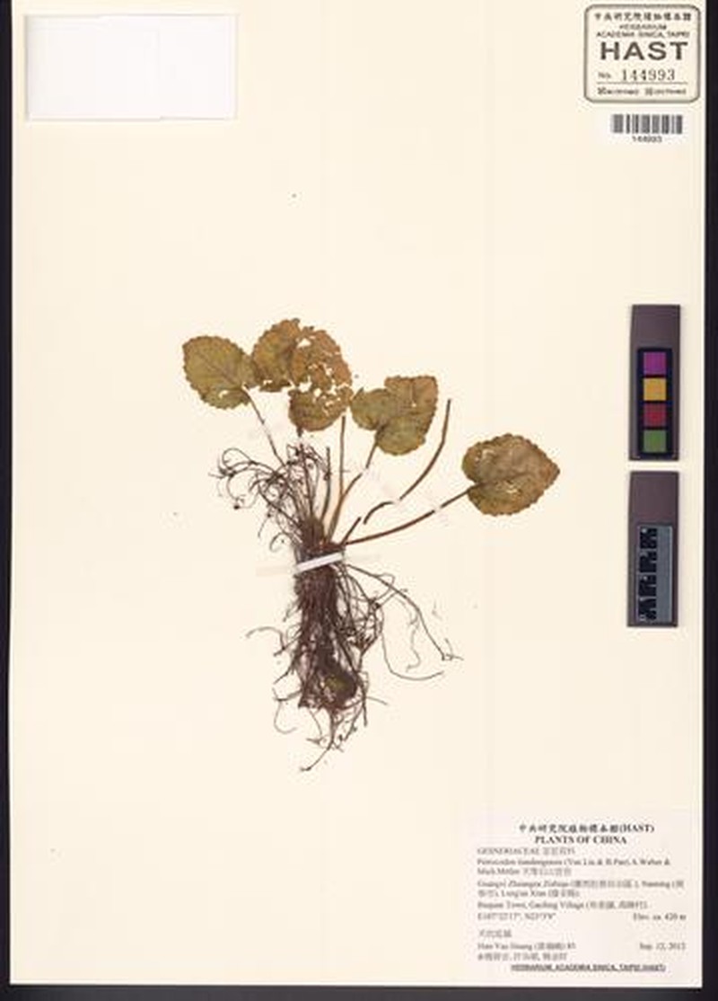Petrocodon tiandengensis