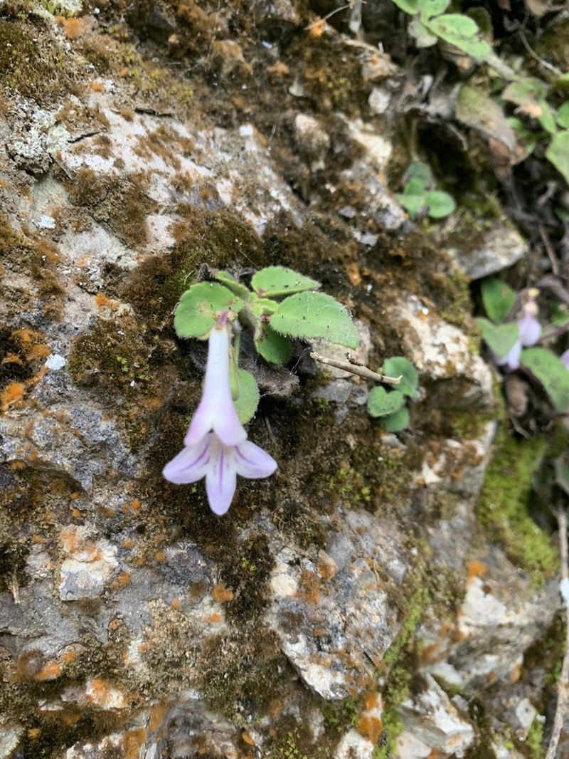 Petrocodon tongziensis