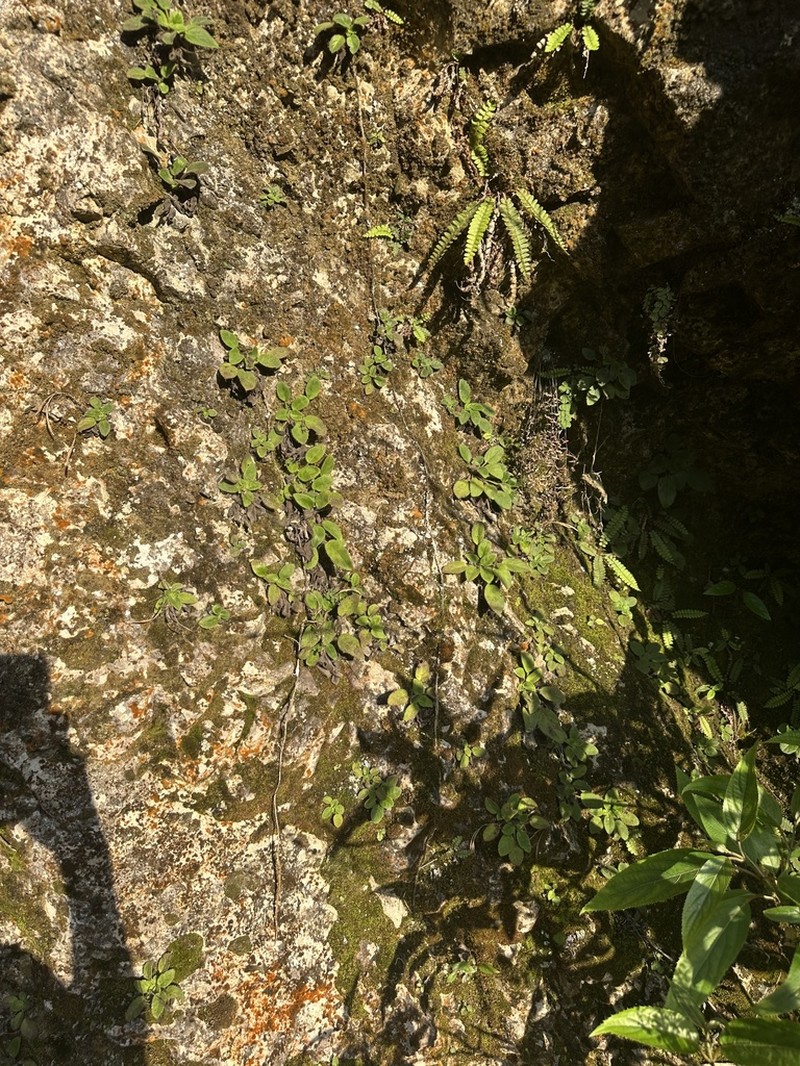 Petrocodon tongziensis photo 2