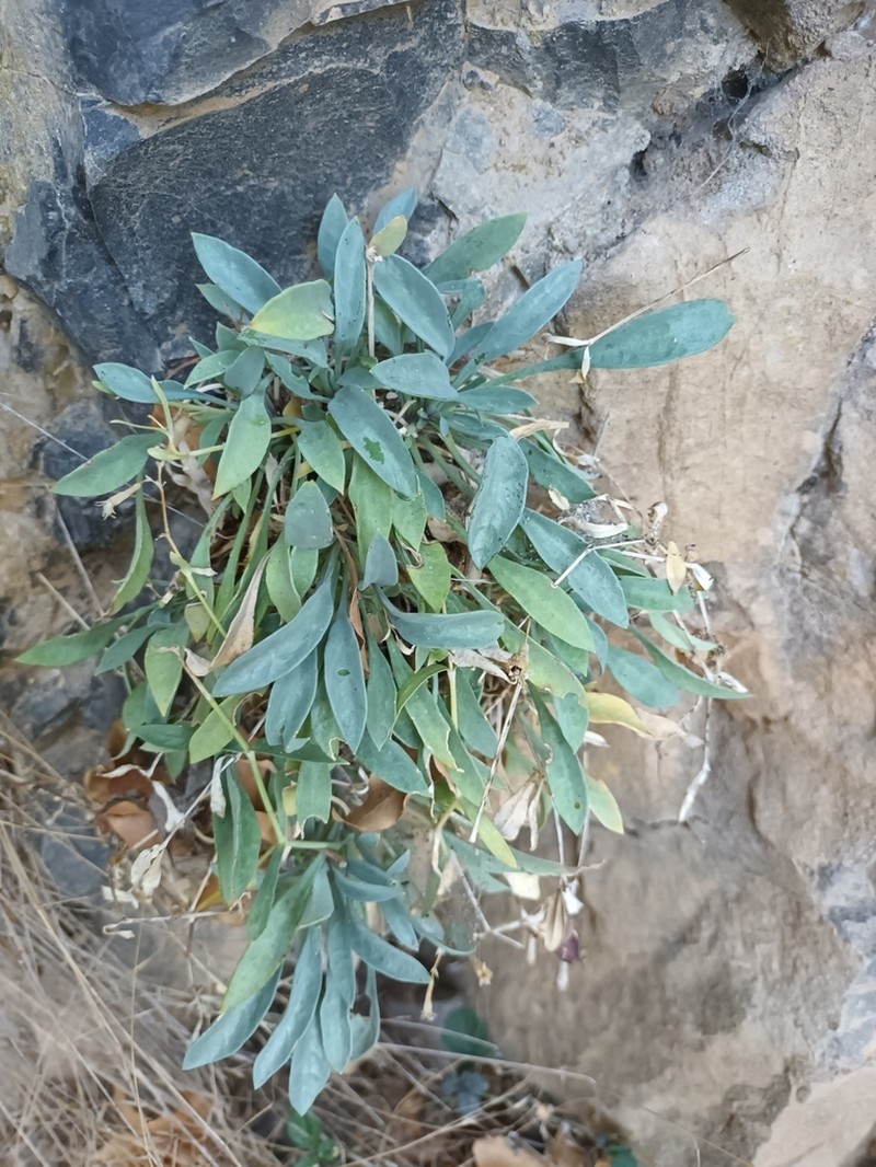 Petrocoptis crassifolia