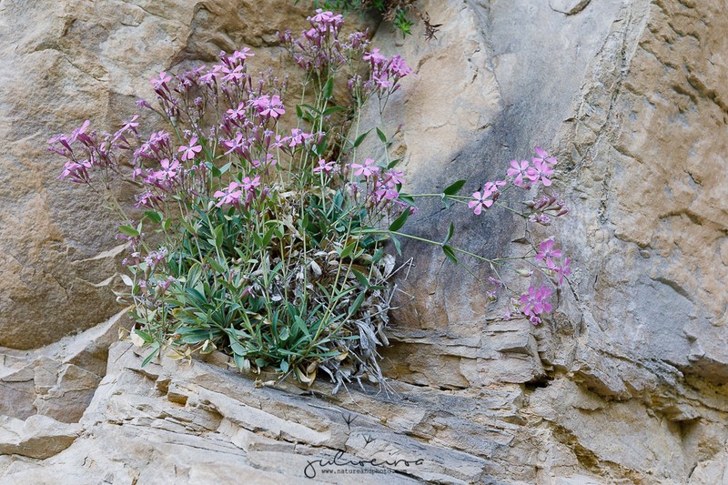 Petrocoptis crassifolia photo 2