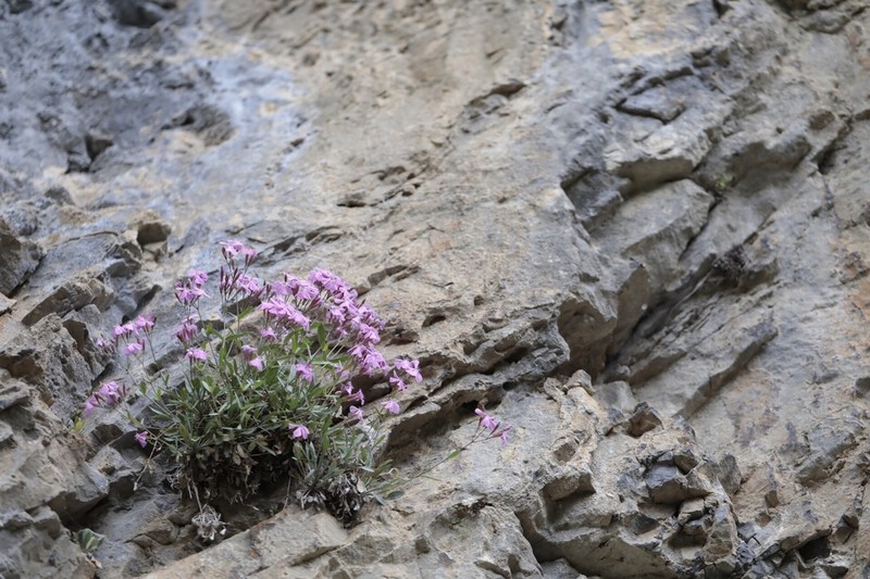 Petrocoptis crassifolia photo 3