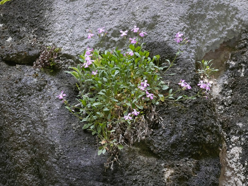 Petrocoptis crassifolia photo 4