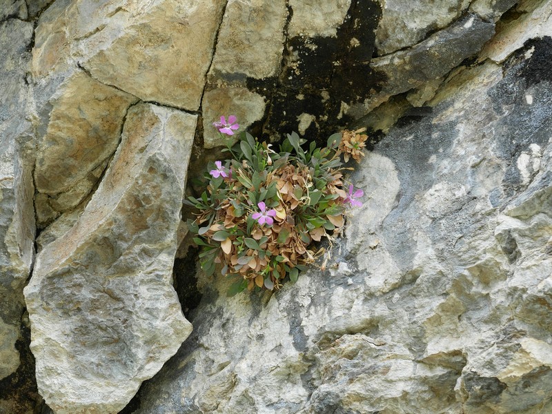 Petrocoptis crassifolia photo 5