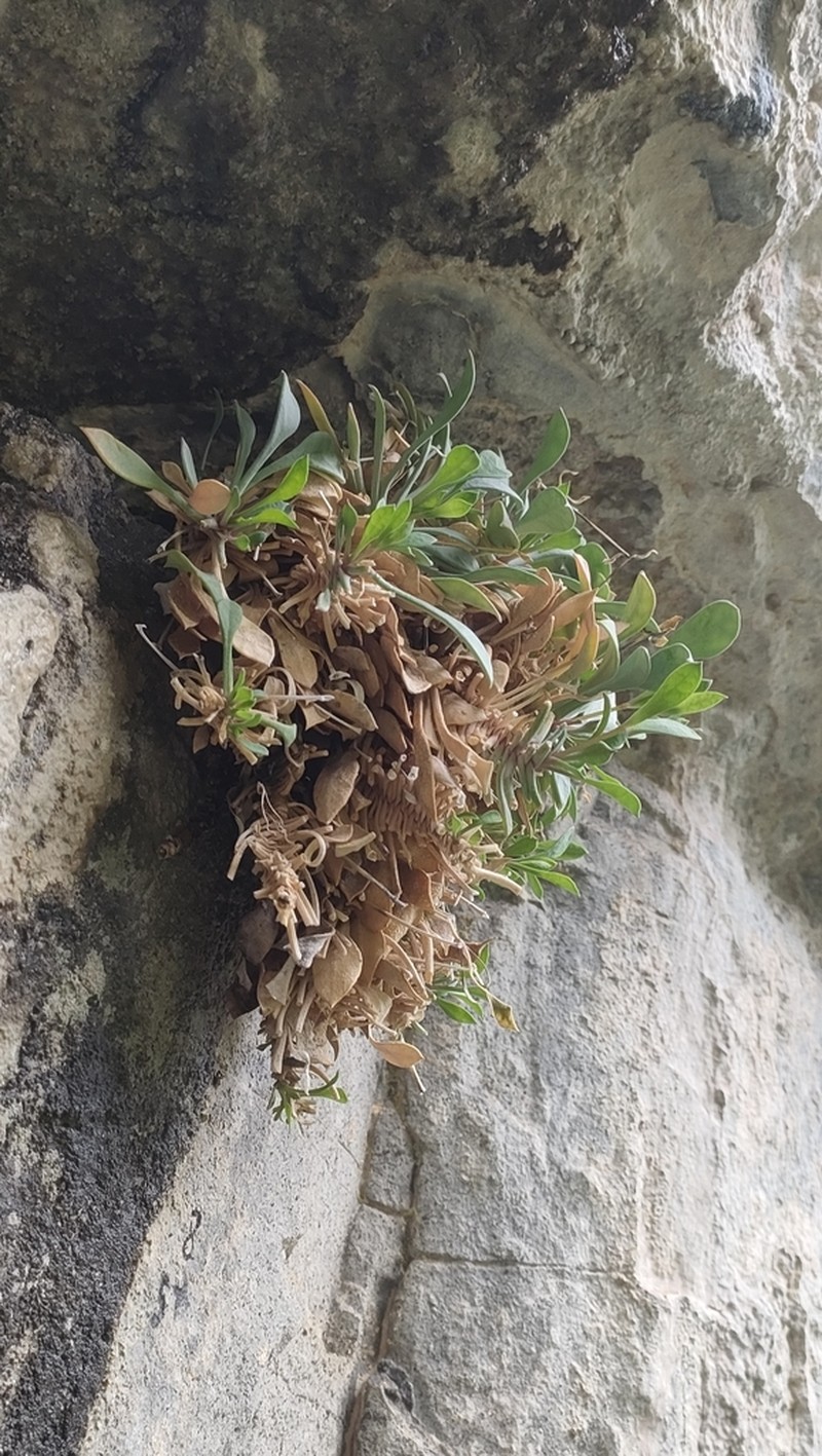Petrocoptis crassifolia photo 6