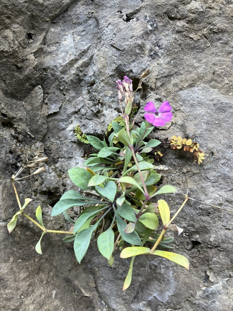 Petrocoptis crassifolia photo 7