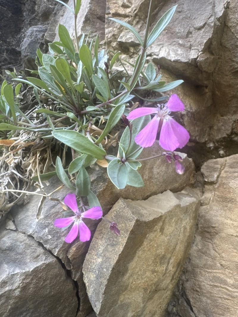 Petrocoptis crassifolia photo 8