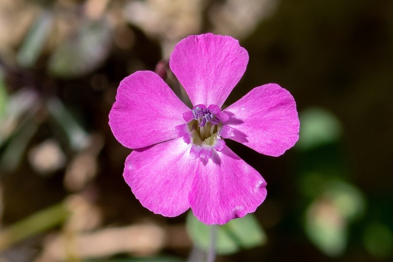 Petrocoptis glaucifolia