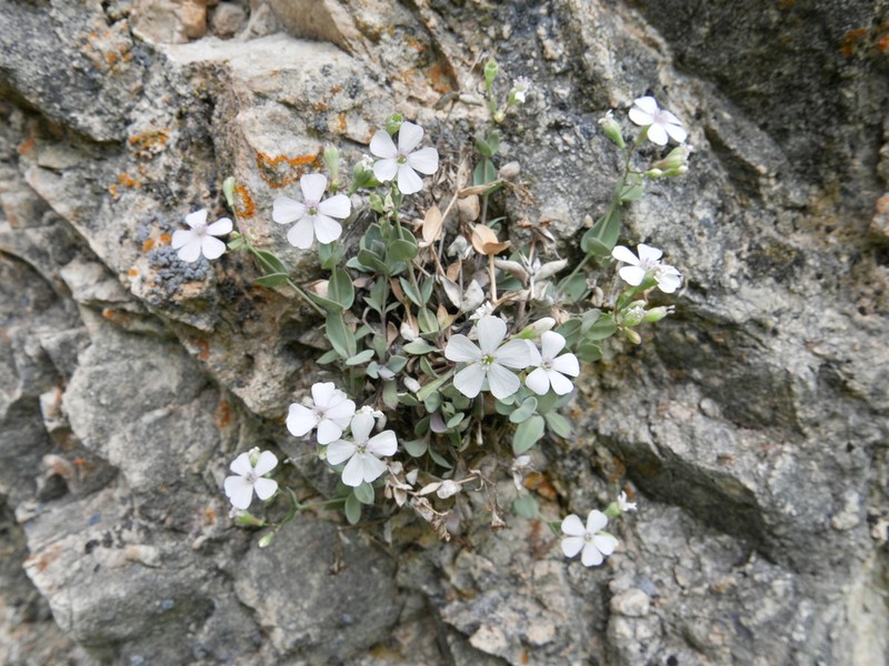 Petrocoptis glaucifolia photo 2