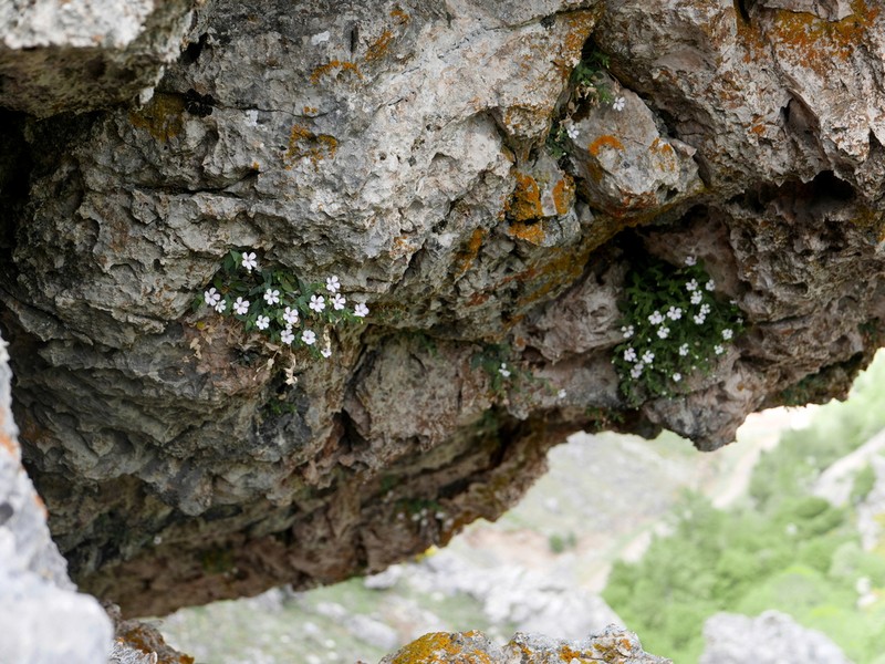 Petrocoptis glaucifolia photo 3