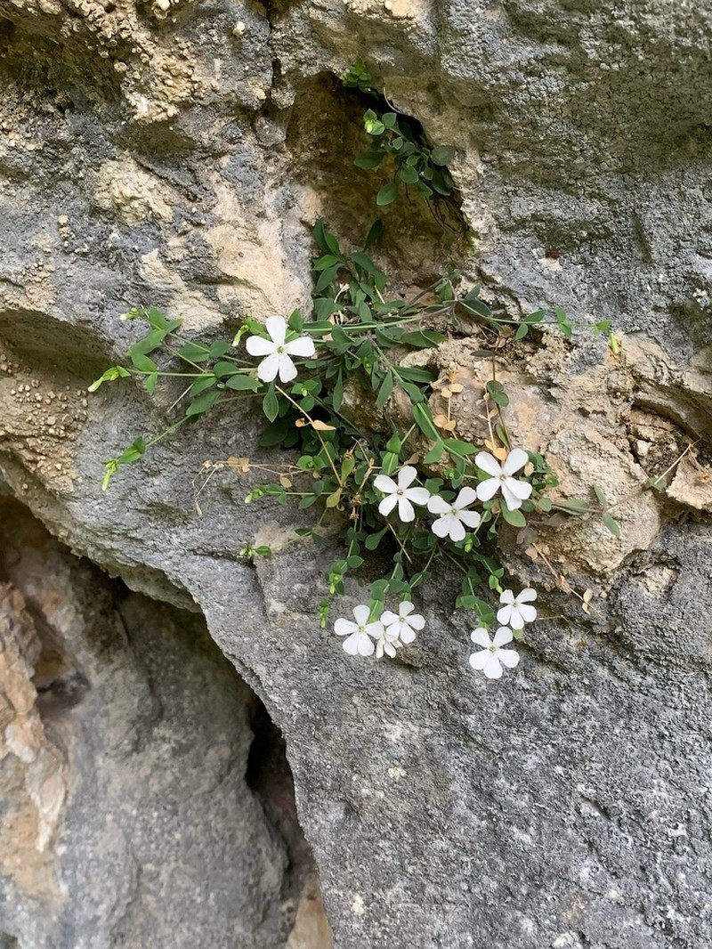 Petrocoptis glaucifolia photo 4