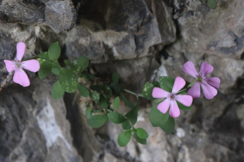 Petrocoptis glaucifolia photo 5