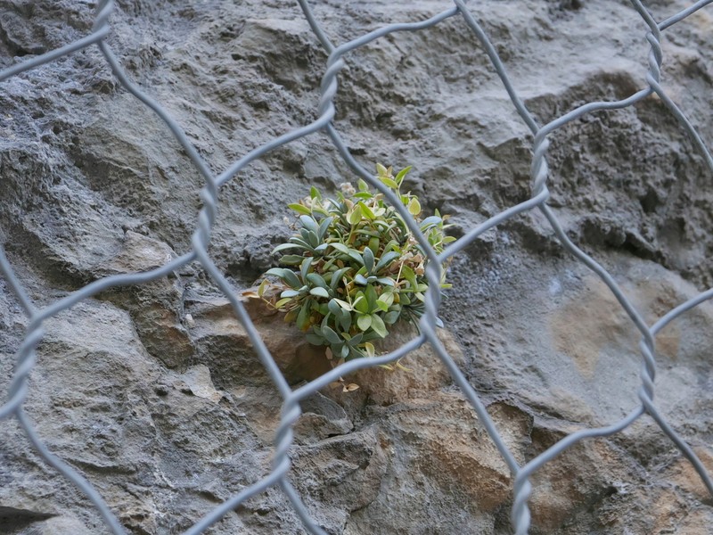 Petrocoptis glaucifolia photo 6